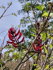 Erythrina corallodendron