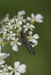 Oedemera virescens