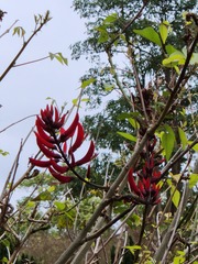Erythrina corallodendron