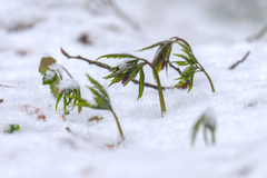 Cardamine glanduligera