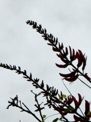 Erythrina corallodendron