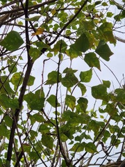 Erythrina corallodendron