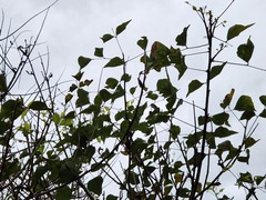 Erythrina corallodendron
