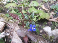 Veronica umbrosa