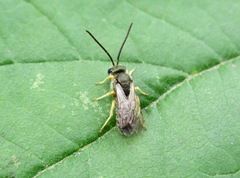 Halictus tumulorum