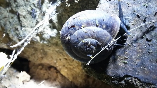 Solaropsidae