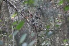 Hypopyrrhus pyrohypogaster