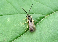 Halictus tumulorum