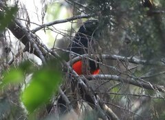 Hypopyrrhus pyrohypogaster