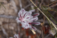 Ptilotus declinatus