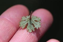 Hydrocotyle dissecta