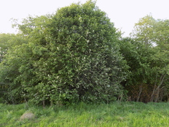Yponomeuta evonymella