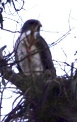 Geranoaetus albicaudatus