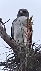 Geranoaetus albicaudatus