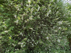 Yponomeuta evonymella