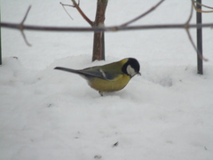 Parus major