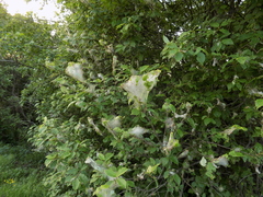 Yponomeuta evonymella