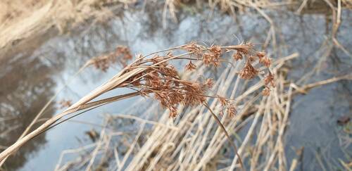 Scirpus karuisawensis iNat (2)