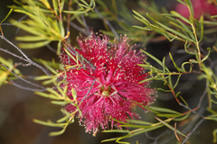 Melaleuca fulgens