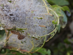 Yponomeuta evonymella