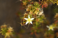 Calytrix depressa