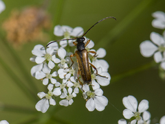 Alosterna tabacicolor