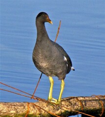 Gallinula galeata