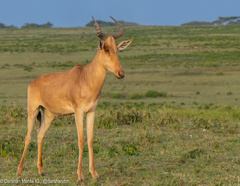 Alcelaphus buselaphus