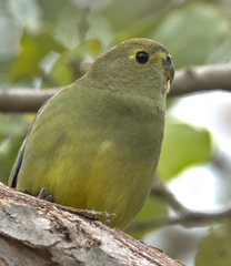 Neophema chrysostoma