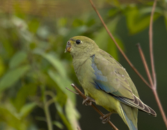 Neophema chrysostoma