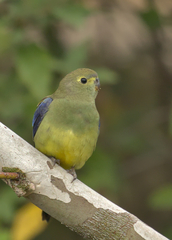 Neophema chrysostoma