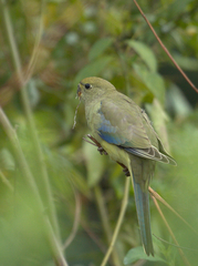 Neophema chrysostoma