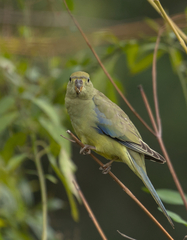 Neophema chrysostoma