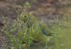 Neophema chrysostoma