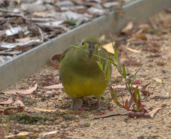 Neophema chrysostoma