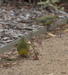 Neophema chrysostoma