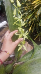 Coelogyne pandurata