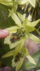 Coelogyne pandurata