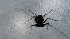 Phrynus operculatus