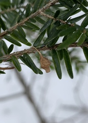 Neospintharus trigonum