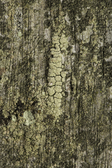 Lecanora conizaeoides