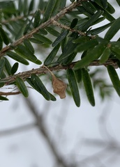 Neospintharus trigonum