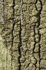 Lecanora conizaeoides