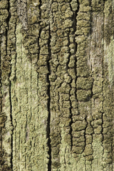 Lecanora conizaeoides