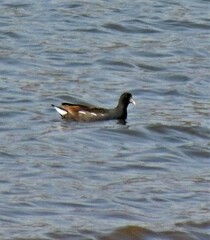 Gallinula galeata
