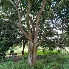 Celtis mildbraedii