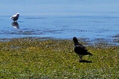 Haematopus longirostris