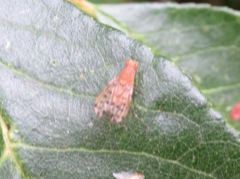 Eusapromyza multipunctata