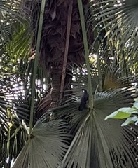 Pterorhinus chinensis