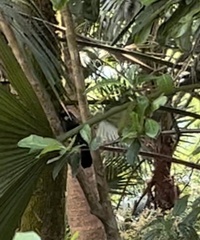 Pterorhinus chinensis